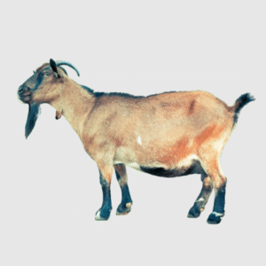 Goat