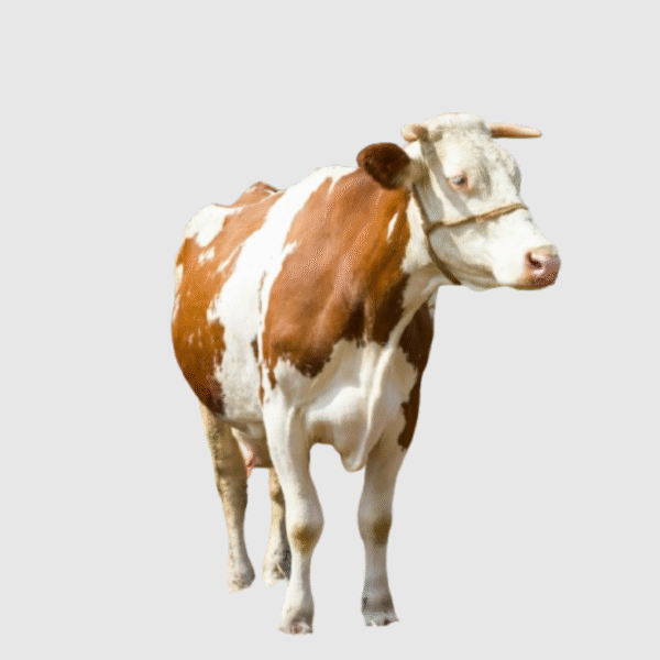 Cow
