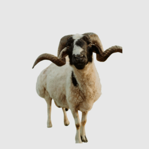Ram