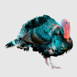 Turkey