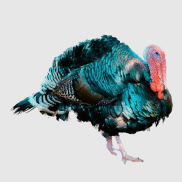 Turkey
