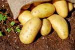 Irish Potatoes