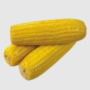 Maize